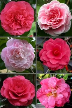 Tomorrow Camellia - 3 Gallon Pot -Garden & Outdoor Sale Shop camellia japonica tomorrow 3