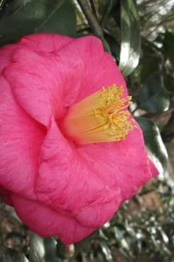 Lady Clare Camellia Japonica - 3 Gallon Pot 13 Lady Clare Camellia Japonica - 3 Gallon Pot -Garden & Outdoor Sale Shop camellia lady clare 1