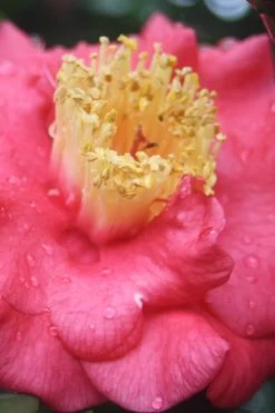 Lady Clare Camellia Japonica - 3 Gallon Pot 11 Lady Clare Camellia Japonica - 3 Gallon Pot -Garden & Outdoor Sale Shop camellia lady clare 2