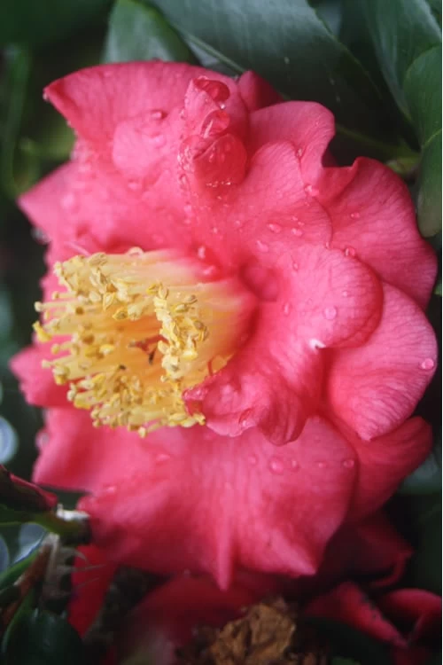 Lady Clare Camellia Japonica - 3 Gallon Pot 3 Lady Clare Camellia Japonica - 3 Gallon Pot
