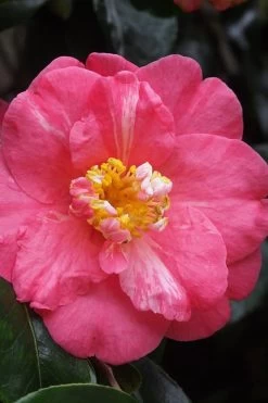 Lady Clare Camellia Japonica - 3 Gallon Pot 12 Lady Clare Camellia Japonica - 3 Gallon Pot -Garden & Outdoor Sale Shop camellia lady clare 5