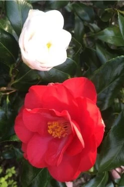 Lady Vansittart Multicolor Camellia Japonica - 1 Gallon Pot -Garden & Outdoor Sale Shop camellia lady vansittart red flower 1