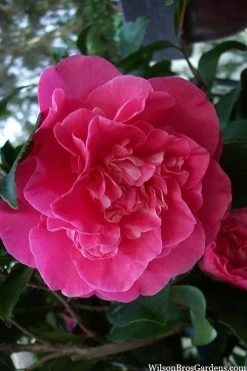 Marie Bracey Camellia Japonica - 3 Gallon Pot -Garden & Outdoor Sale Shop camellia marie bracey 100
