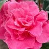 Marie Bracey Camellia Japonica - 3 Gallon Pot -Garden & Outdoor Sale Shop camellia marie bracey 101