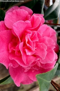 Marie Bracey Camellia Japonica - 3 Gallon Pot -Garden & Outdoor Sale Shop camellia marie bracey 102