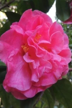Marie Bracey Camellia Japonica - 3 Gallon Pot -Garden & Outdoor Sale Shop camellia marie bracey 5
