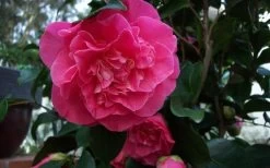 Marie Bracey Camellia Japonica - 3 Gallon Pot -Garden & Outdoor Sale Shop camellia marie bracey 6
