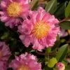 October Magic Carpet Dwarf Camellia - 1 Gallon Pot -Garden & Outdoor Sale Shop camellia october magic carpet 10