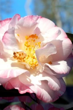 Omega Camellia Japonica - 3 Gallon Pot -Garden & Outdoor Sale Shop camellia omega 2