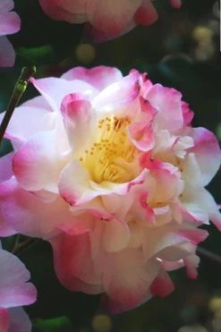 Omega Camellia Japonica - 3 Gallon Pot -Garden & Outdoor Sale Shop camellia omega 3