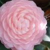 Otome Pink Camellia Japonica - 3 Gallon Pot -Garden & Outdoor Sale Shop camellia otome