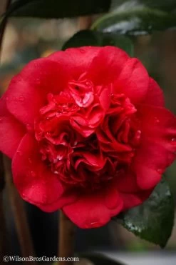 Professor Sargent Camellia Japonica - 6 Pack Of 1 Gallon Pots 11 Professor Sargent Camellia Japonica - 6 Pack Of 1 Gallon Pots -Garden & Outdoor Sale Shop camellia professor sargent 20