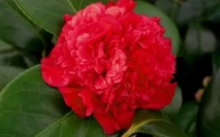 Professor Sargent Camellia Japonica - 6 Pack Of 1 Gallon Pots 12 Professor Sargent Camellia Japonica - 6 Pack Of 1 Gallon Pots -Garden & Outdoor Sale Shop camellia professor sargent bloom