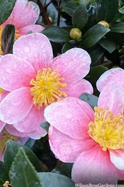 Maggie's Pink Camellia - 3 Gallon Pot -Garden & Outdoor Sale Shop camellia sasanqua maggies pink 3
