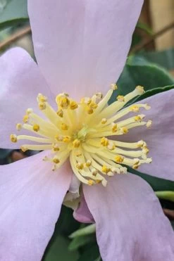 Maiden's Blush Camellia - 3 Gallon -Garden & Outdoor Sale Shop camellia sasanqua maiden blush 4