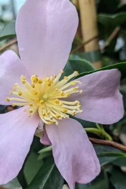 Maiden's Blush Camellia - 3 Gallon -Garden & Outdoor Sale Shop camellia sasanqua maiden blush 5