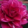 Purple Haze Camellia- 2 Gallon Pot -Garden & Outdoor Sale Shop camellia sasanqua purple haze 1