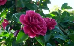 Purple Haze Camellia- 2 Gallon Pot -Garden & Outdoor Sale Shop camellia sasanqua purple haze 2