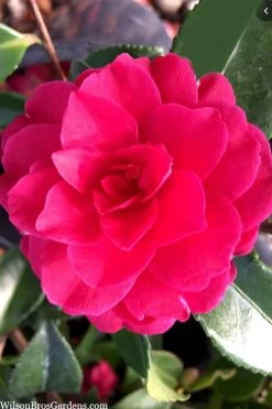 Purple Haze Camellia- 2 Gallon Pot -Garden & Outdoor Sale Shop camellia sasanqua purple haze 4