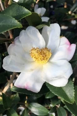Survivor Cold Hardy White Camellia - 3 Gallon Pot 9 Survivor Cold Hardy White Camellia - 3 Gallon Pot -Garden & Outdoor Sale Shop camellia sasanqua sweet october 3