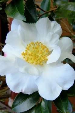 Setsugekka Fragrant Camellia Sasanqua - 1 Gallon Pot -Garden & Outdoor Sale Shop camellia setsugekka 3