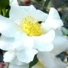Setsugekka Fragrant Camellia Sasanqua - 1 Gallon Pot -Garden & Outdoor Sale Shop camellia setsugekka 4