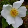 Survivor Cold Hardy White Camellia - 3 Gallon Pot -Garden & Outdoor Sale Shop camellia survivor 1