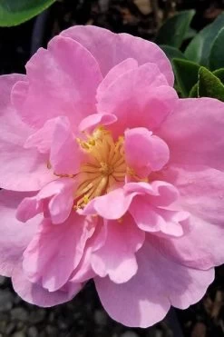 Taylors Perfection Pink Camellia Hybrid - 3 Gallon Pot -Garden & Outdoor Sale Shop camellia taylors perfection 5