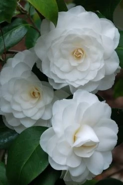 White By The Gate Camellia Japonica - 3 Gallon Pot -Garden & Outdoor Sale Shop camellia white by the gate 1