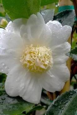 Winter's Snowman Camellia Hybrid - 5 Gallon Pot -Garden & Outdoor Sale Shop camellia winters snowman 105 3