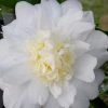 Winter's Snowman Camellia Hybrid - 7 Gallon Pot (2-3') -Garden & Outdoor Sale Shop camellia winters snowman 106 2