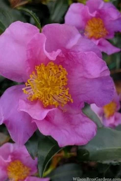 Winter's Star Cold Hardy Camellia - 3 Gallon Pot (SALE) -Garden & Outdoor Sale Shop camellia winters star 100