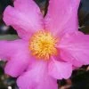 Winter's Star Cold Hardy Camellia - 1 Gallon Pot -Garden & Outdoor Sale Shop camellia winters star 20 1