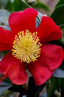 Yuletide Camellia Sasanqua - 2.5 Quart Pot -Garden & Outdoor Sale Shop camellia yuletide best 2