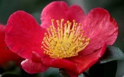 Yuletide Camellia Sasanqua - 2.5 Quart Pot -Garden & Outdoor Sale Shop camellia yuletide flower closeup 2