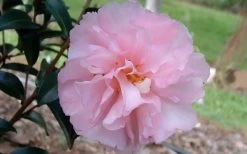 Cotton Candy Camellia Sasanqua - 1 Gallon Pot -Garden & Outdoor Sale Shop camelliacottoncandy
