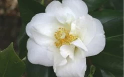 White Empress Camellia Japonica - 3 Gallon Pot -Garden & Outdoor Sale Shop camelliawhiteempress