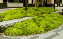 Evercolor 'Everillo' Carex - 5 Pack Of Quart Pots 15 Evercolor 'Everillo' Carex - 5 Pack Of Quart Pots -Garden & Outdoor Sale Shop carex everillo 20