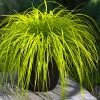 Evercolor Everillo Carex - 8 Pack Of 1 Gallon Pots -Garden & Outdoor Sale Shop carex everillo 22