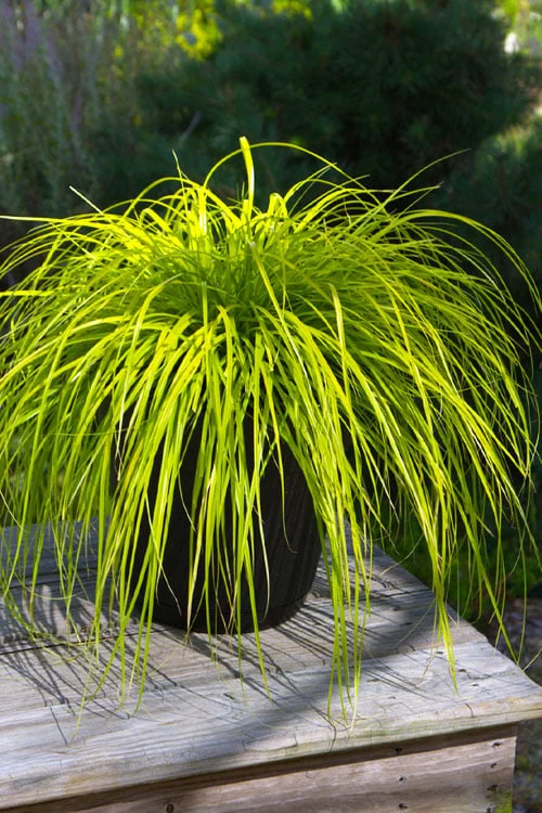Evercolor Everillo Carex - 8 Pack Of 1 Gallon Pots 3 Evercolor Everillo Carex - 8 Pack Of 1 Gallon Pots