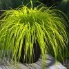 Evercolor 'Everillo' Carex - 5 Pack Of Quart Pots -Garden & Outdoor Sale Shop carex everillo 22 thumbnail