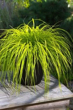 Evercolor 'Everillo' Carex - 5 Pack Of Quart Pots