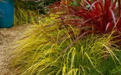 Evercolor 'Everillo' Carex - 5 Pack Of Quart Pots 21 Evercolor 'Everillo' Carex - 5 Pack Of Quart Pots -Garden & Outdoor Sale Shop carex everillo 23