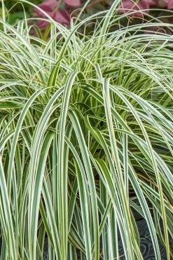 Feather Falls Sedge (Carex Oshimensis) - 5 Pack Of Quart Pots 15 Feather Falls Sedge (Carex Oshimensis) - 5 Pack Of Quart Pots -Garden & Outdoor Sale Shop carex oshimensis fetaher falls sedge grass 1