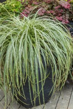 Feather Falls Sedge (Carex Oshimensis) - 5 Pack Of Quart Pots 16 Feather Falls Sedge (Carex Oshimensis) - 5 Pack Of Quart Pots -Garden & Outdoor Sale Shop carex oshimensis fetaher falls sedge grass 2
