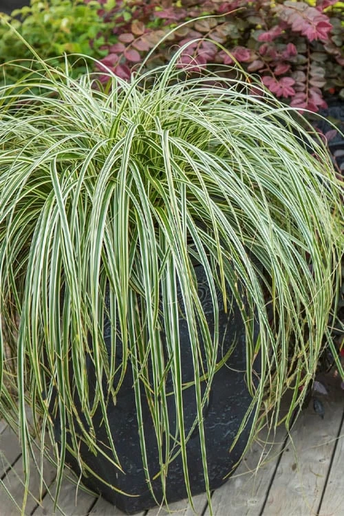 Feather Falls Sedge (Carex Oshimensis) - 5 Pack Of Quart Pots 8 Feather Falls Sedge (Carex Oshimensis) - 5 Pack Of Quart Pots - Image 6