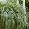 Feather Falls Sedge (Carex Oshimensis) - 5 Pack Of Quart Pots -Garden & Outdoor Sale Shop carex oshimensis fetaher falls sedge grass 4