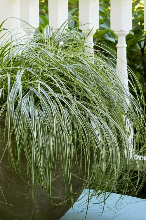 Feather Falls Sedge (Carex Oshimensis) - 5 Pack Of Quart Pots 3 Feather Falls Sedge (Carex Oshimensis) - 5 Pack Of Quart Pots