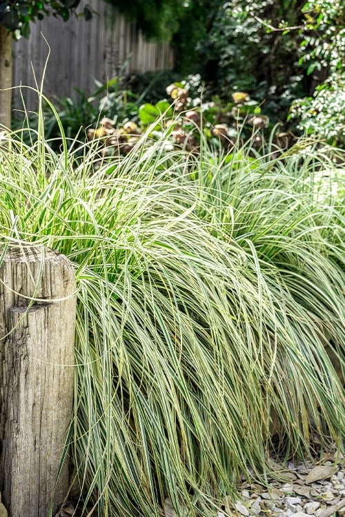 Feather Falls Sedge (Carex Oshimensis) - 5 Pack Of Quart Pots 10 Feather Falls Sedge (Carex Oshimensis) - 5 Pack Of Quart Pots - Image 8