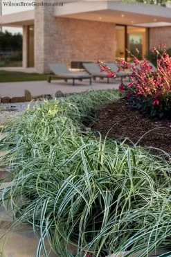 Feather Falls Sedge (Carex Oshimensis) - 5 Pack Of Quart Pots 19 Feather Falls Sedge (Carex Oshimensis) - 5 Pack Of Quart Pots -Garden & Outdoor Sale Shop carex oshimensis fetaher falls sedge grass 7